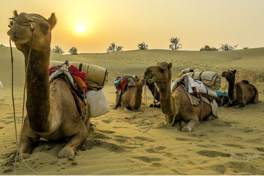 camel-safari